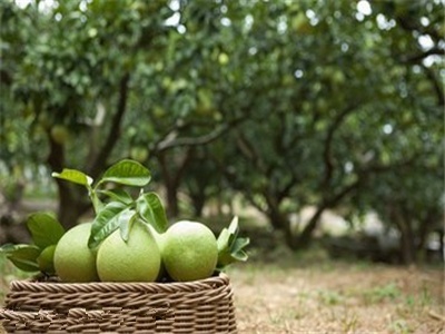 柚子市場遇冷 價格大幅下跌，批發(fā)端陷困境