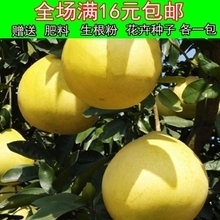 黃金柚子樹苗產(chǎn)品參考信息及批發(fā)指南