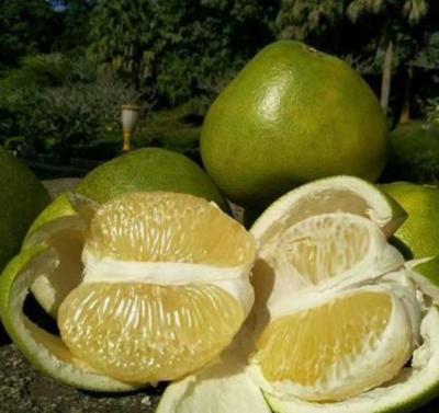云南昆明官渡區(qū)泰國青柚批發(fā) 優(yōu)質(zhì)果品，實(shí)惠價(jià)格