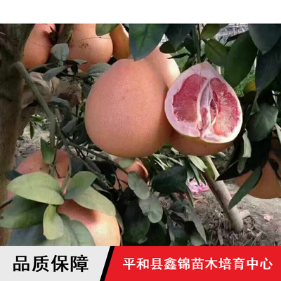 柚子苗木價格與批發(fā)指南 鑫錦純正蜜柚、四川管溪三紅蜜柚及葡萄蜜柚解析
